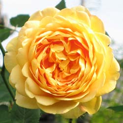 Rose 'Golden Celebration'